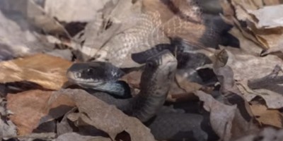Riverside snake