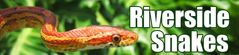 Riverside snake